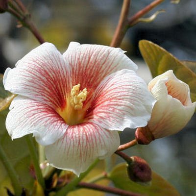 TUNG OIL TREE ALEURITES FORDII china wood tree 2 seeds