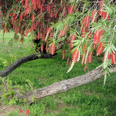 WEEPING BOTTLE BRUSH CALLISTEMON VIMINALIS 100+ seeds