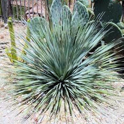 BULK YUCCA GLAUCA Soapweed Yucca beargrass 100 seeds