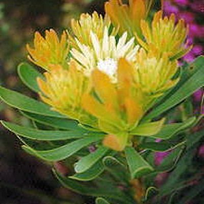 AULAX UMBELLATA Broad leaf featherbush protea 5 seeds