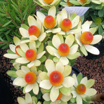 LEUCADENDRON GANGODERI Broad leaf conebush 5 seeds