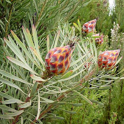 LEUCADENDRON RUBRUM spinning top conebush 5 seeds