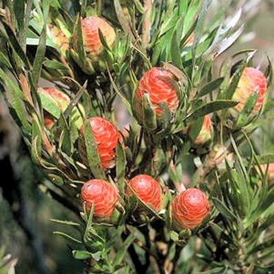 LEUCADENDRON XANTHOCONUS Sickle leaf conebush 5 seeds