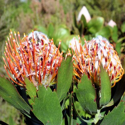 LEUCOSPERMUM GLABRUM Pincushion Protea 5 seeds