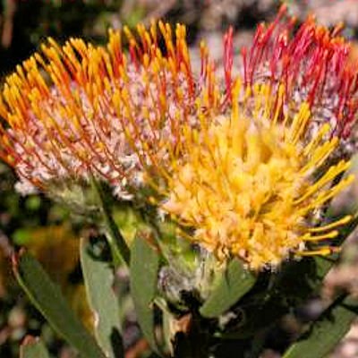 LEUCOSPERMUM MUIRII Pincushion Protea 5 seeds