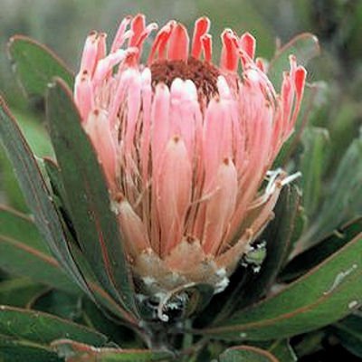 PROTEA LAURIFOLIA rose mink 5 seeds