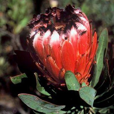 OLEANDER LEAF PROTEA NERIIFOLIA 5 seeds