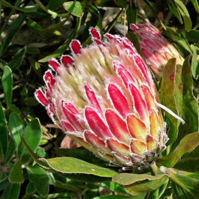 PROTEA OBTUSIFOLIA sugarbush 5 seeds