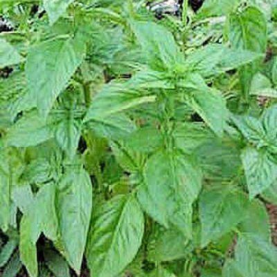 BASIL Italian large leaf Ocimum Basilicum 100 seeds