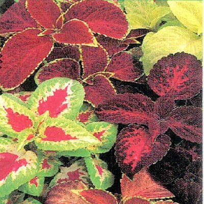 BULK COLEUS RAINBOW MIX Solenostemon scutellaroides 500 seeds