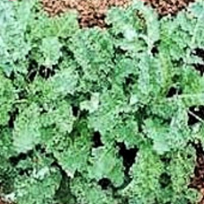 BULK KALE Dwarf Vates Blue curled 2x harvest 2000+ seeds