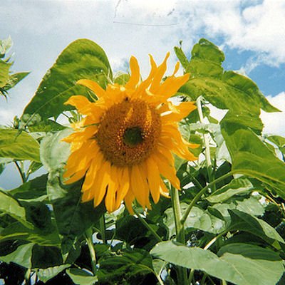 BULK MAMMOTH SUNFLOWER grey stripe helianthus annus 1000 seeds