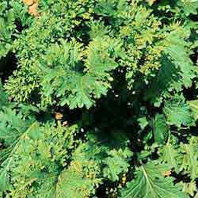 BULK MUSTARD Southern Giant curled 2000+ seeds