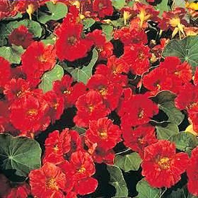 BULK NASTURTIUM CHERRY ROSE edible leaves & flowers 100 seeds