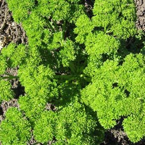 PARSLEY Triple moss curled 100 seeds