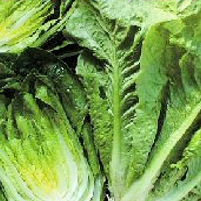 ROMAINE PARRIS ISLAND COS 200+ seeds