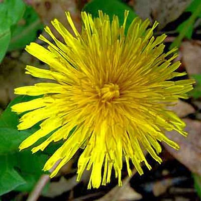 DANDELION organic Taxacum high in Calcium 100 seeds