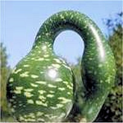 BULK BIRDHOUSE GOURD Calabash Lagenaria siceraria 100 seeds