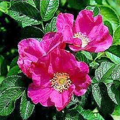 BULK RED JAPANESE ROSE ROSA RUGOSA RUBRA 100 seeds