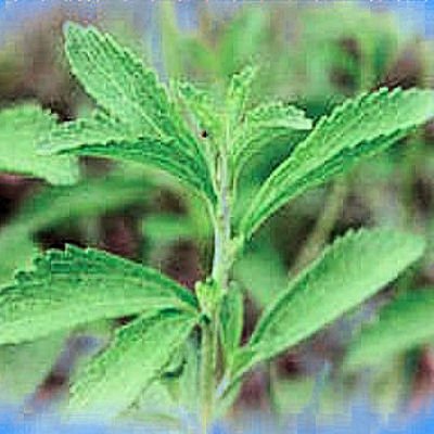 STEVIA REBAUDIANA 1oz organically grown leaf powder
