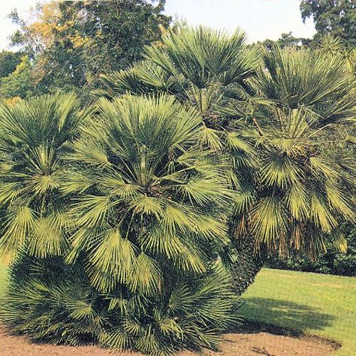 EUROPEAN FANPALM CHAMAEROPS HUMILIS cold hardy 10 seeds