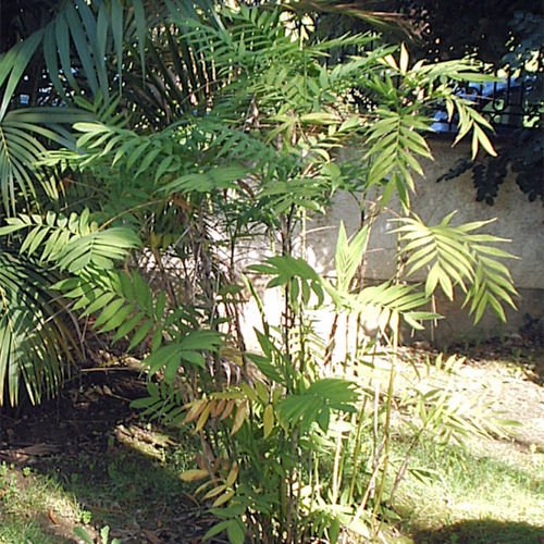 CHAMAEDOREA MICROSPADIX cold hardy BAMBOO PALM 10 seeds