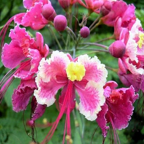 Pink BIRD OF PARADISE CAESALPINIA PULCHERRIMA 10 seeds