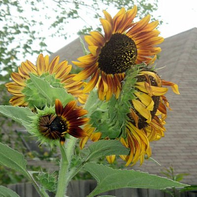 BULK AUTUMN BEAUTY SUNFLOWER 200 seeds