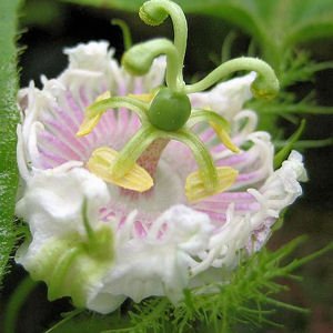 PASSIFLORA FOETIDA Love-in-a-mist, running pop 10 seeds