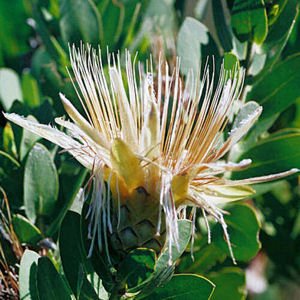 PROTEA MUNDII White water forest sugarbush 5 seeds