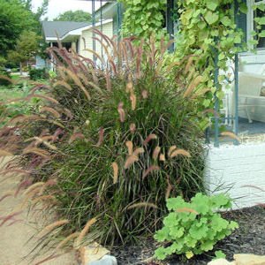 purple fountain grass pennisetum setaceum rubrum 100 seeds purple fountain grass pennisetum setaceum rubrum 100 seeds