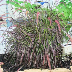 bulk purple fountain grass pennisetum setaceum rubrum bulk purple fountain grass pennisetum setaceum rubrum