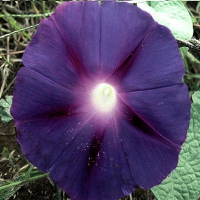 IPOMOEA KNIOLA'S PURPLE Black Morning Glory 30 seeds