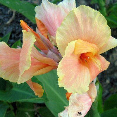 Canna seed mix, many colors and differernt sizes 20 seeds