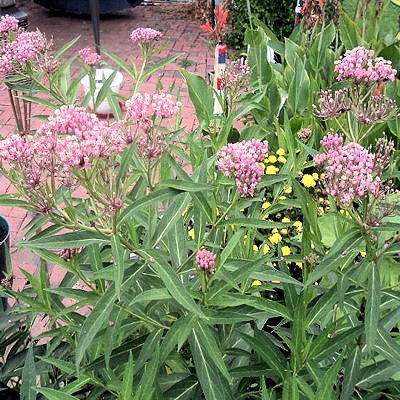 bulk butterfly flower milkweed dark pink asclepia bulk butterfly flower milkweed dark pink asclepia