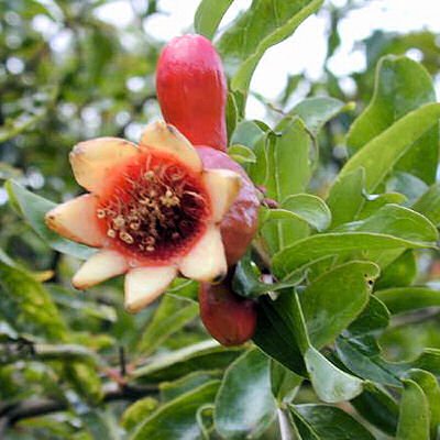 BULK DWARF POMEGRANATE Punica granatum 1000 seeds