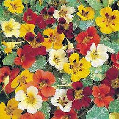 NASTURTIUM JEWEL OF AFRICA MIX flowers to eat 10 seeds