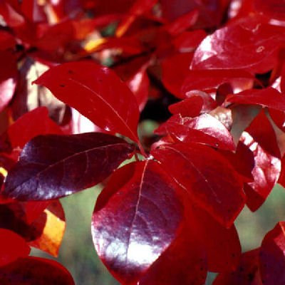 Nyssa sylvatica Black gum tupelo sourgum 10 seeds