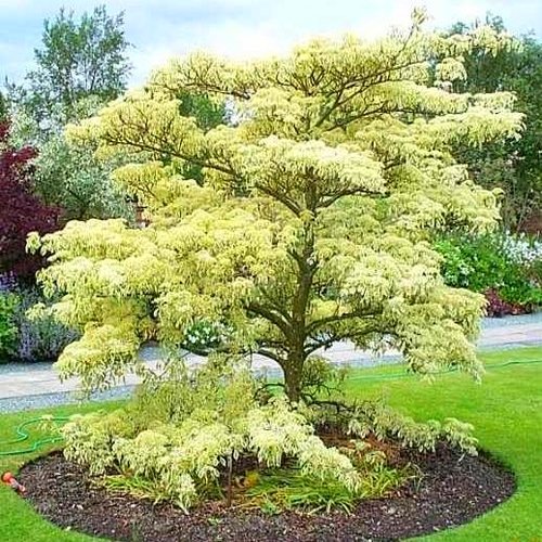 Giant Dogwood Cornus Controversa Bulk 1000 Seeds