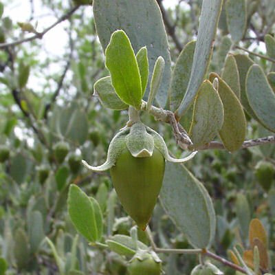 BULK JOJOBA Simmondsia chinensis 1000 seeds