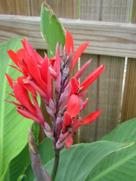 Canna INDICA, Indian shot 10 rhizomes