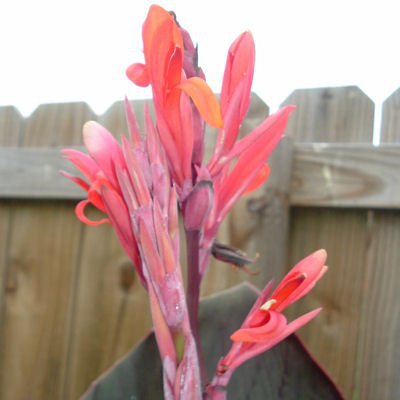 Canna Musafolia, Banana canna 10 rhizomes