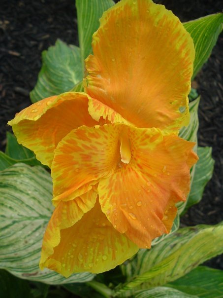 Canna Bengal Tiger aka Pretoria 10 rhizomes