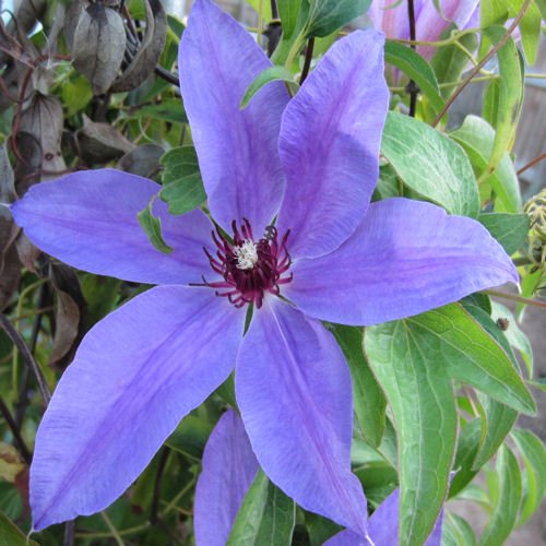 BULK CLEMATIS Blue ravine 200 seeds
