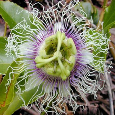 BULK - PASSIFLORA EDULIS sp. FLAVICARPA yellow fruit Passion vine 500 seeds