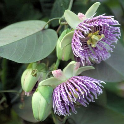 PASSIFLORA LIGULARIS Sweet grenadilla 500 seeds
