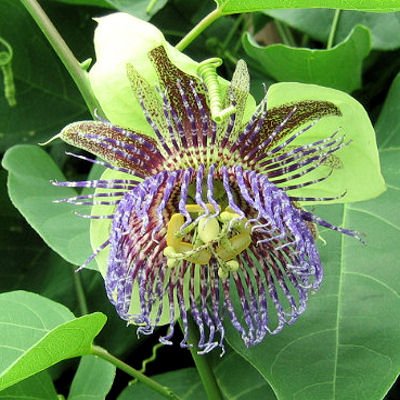 BULK PASSIFLORA MALIFORMIS Rosy passion vine 500 seeds