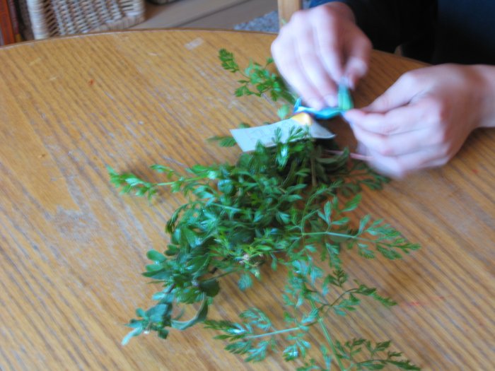 Herbs for Kids: Book One