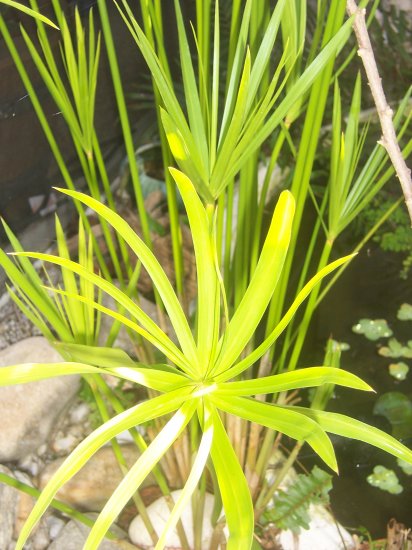 Papyrus Umbrella Plant for Your Water Garden or Pond