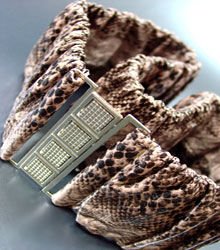 Light Pink Snake Skin Stretch Belt 1BTB13407032